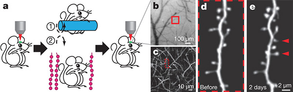 motor_learning_and_novel_sensory_experience_promote_rapid_dendritic_spine_formation_600